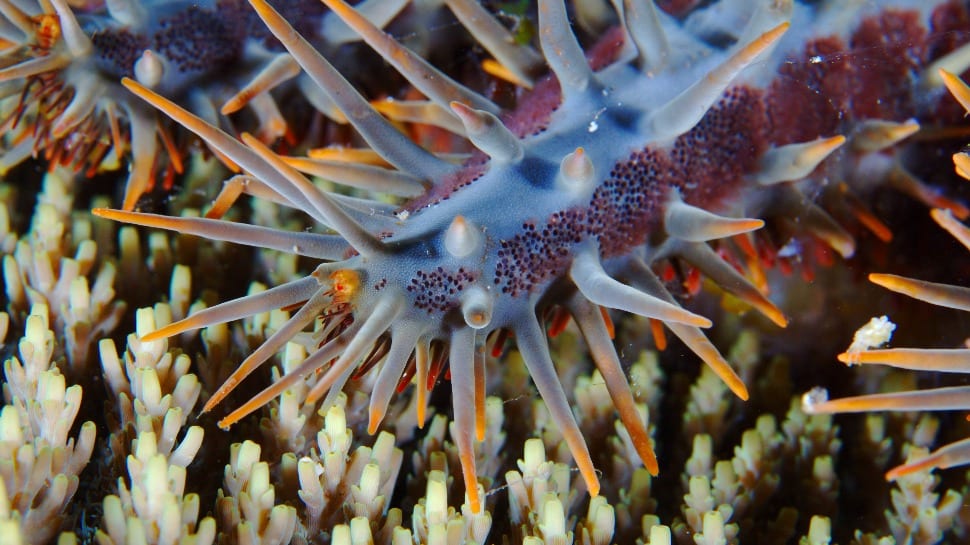 crown of thorns sea stars